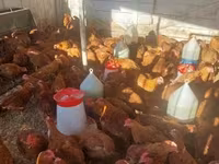 Chickens — լուսանկար 2
