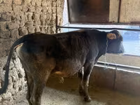 Toro, Bovini — foto 3