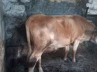 گاو نر, Simmental cattle — عکس 2