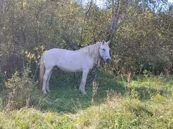 Klisna, Koně