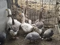 Geese — 2-rasm