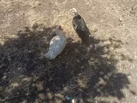 Ducks — फ़ोटो 3