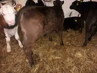 วัวตัวผู้, Simmental cattle — รูปภาพ 2