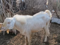 Billy Goat, Saanen goat — photo 2