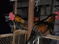Chickens — акс 1