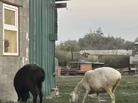 Ovca, Hissar sheep — fotografija 6