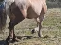 Kuda betina, Horses — foto 3