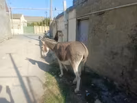 اسب (گروه، جنسیت مشخص نشده), اسب — عکس 3