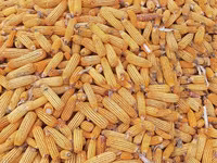 Кукуруза 🌽🌽🌽 — 3-rasm
