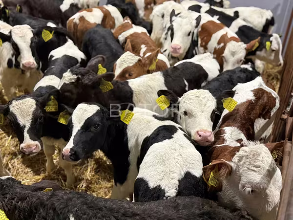 Býk, Simmental cattle