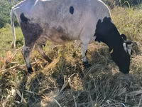 گاو ماده, Russian Black pied cattle — عکس 1