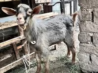 بز ماده, Saanen goat — عکس 5