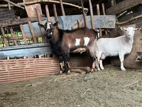 بز نر, Alpine goat — عکس 4