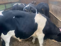 Býk, Russian Black pied cattle — foto 1