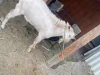 बकरी, Saanen goat — फ़ोटो 6