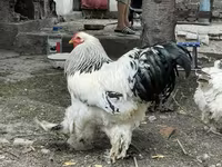 Brahma — zdjęcie 2