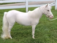 Stute, Miniature horse — Foto 3