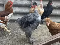 Chickens — รูปภาพ 5