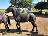 Cheval, Friesian — photo 6