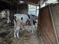 Lembu jantan, Simmental cattle — foto 3