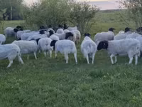 Owca, Owce — zdjęcie 2