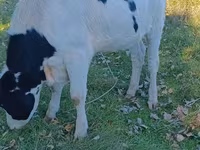 Гов, Russian Black pied cattle — акс 1