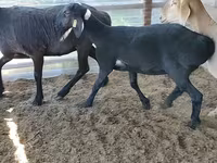 Schaf, Arashan sheep — Foto 4