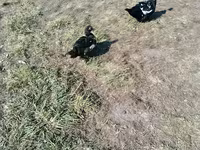 Ducks — Foto 1