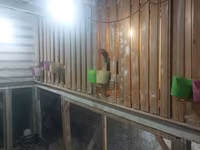 Chickens — ảnh 5