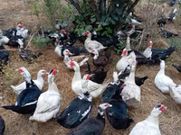 Ducks — Foto 4