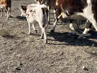 گائے, Simmental cattle — تصویر 1