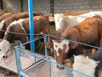 گاو نر, آبرادین-آنگوس — عکس 3
