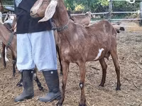 암염소, Nubian Goat — 사진 2
