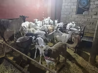 بز ماده, بز — عکس 6