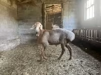 Montone, Arashan sheep — foto 3