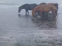 Farasi jike, Kustanai horse — picha 2