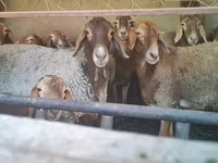 பெண் ஆடு, Arashan sheep — புகைப்படம் 3