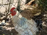 Chickens — عکس 1