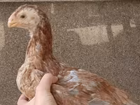 Chickens — photo 6