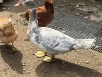 Ducks — புகைப்படம் 2