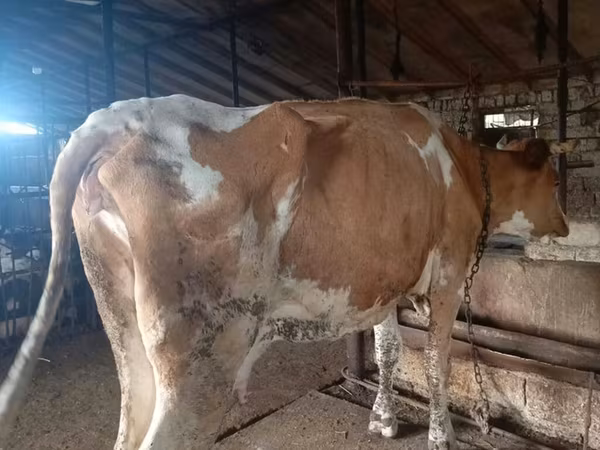 গাভী, Simmental cattle