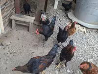 Chickens — รูปภาพ 1