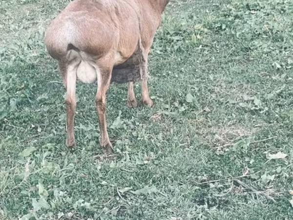 Goat, Kamori goats — Kyrgyzstan