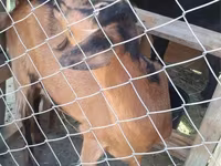 Koza, Nubian Goat — fotografija 3