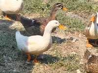 Ducks — foto 3