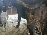 பசு, ஹெரெஃபோர்ட் — புகைப்படம் 2