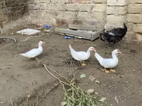 Ducks — 写真 2