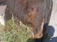 ثور, Simmental cattle — الصورة 2