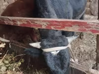 Lembu jantan, Aberdeen-Angus — foto 4