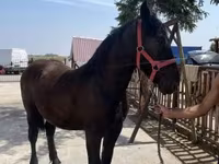 Aygır, Atlar — foto 2